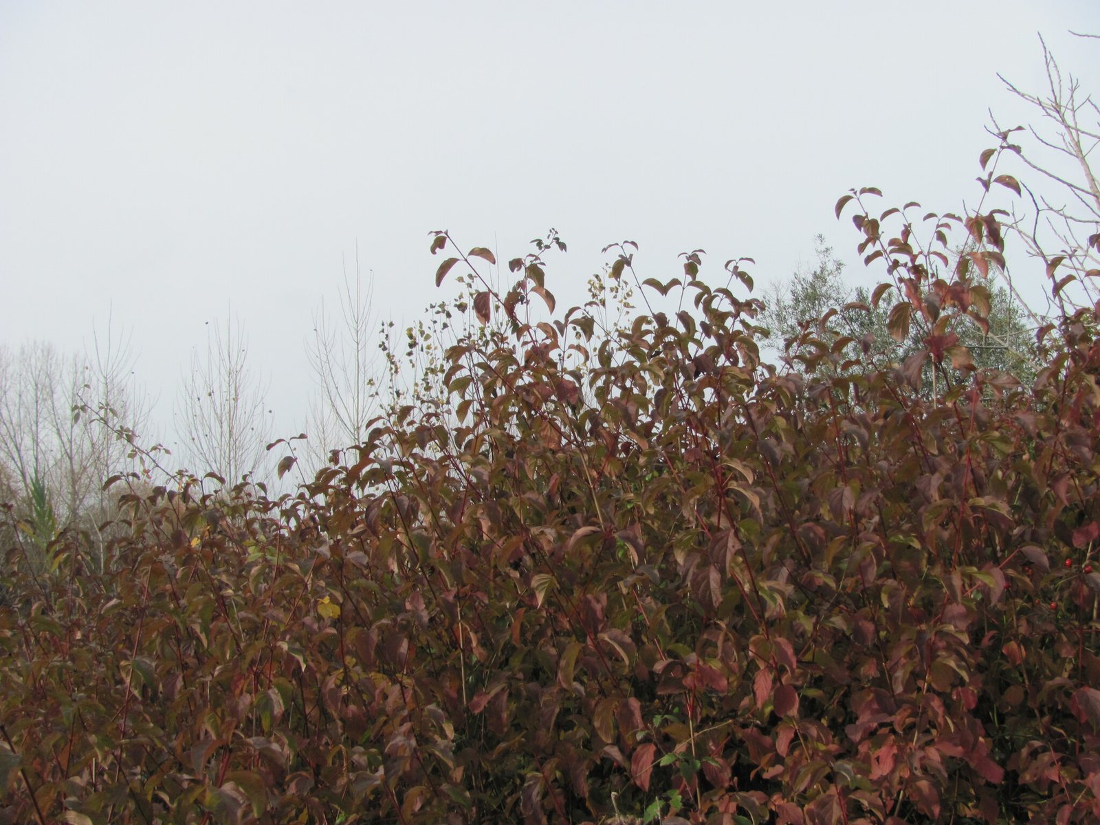 Common dogwood