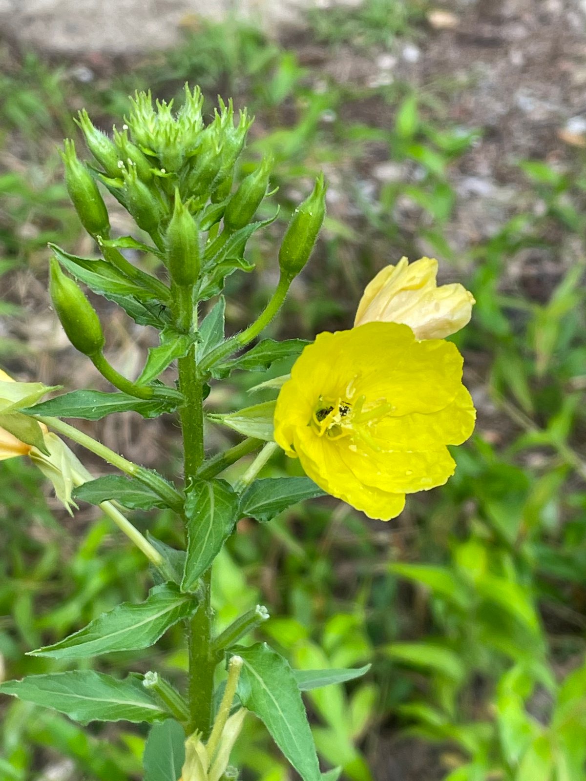 Common evening primrose