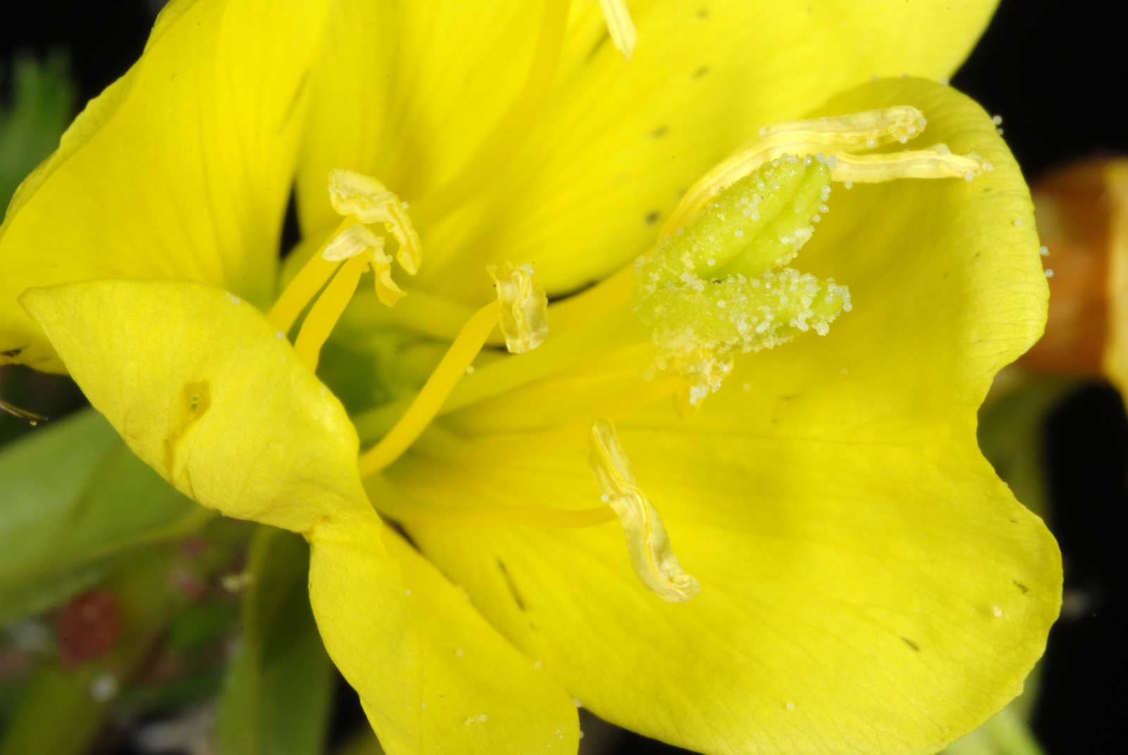 Common evening primrose