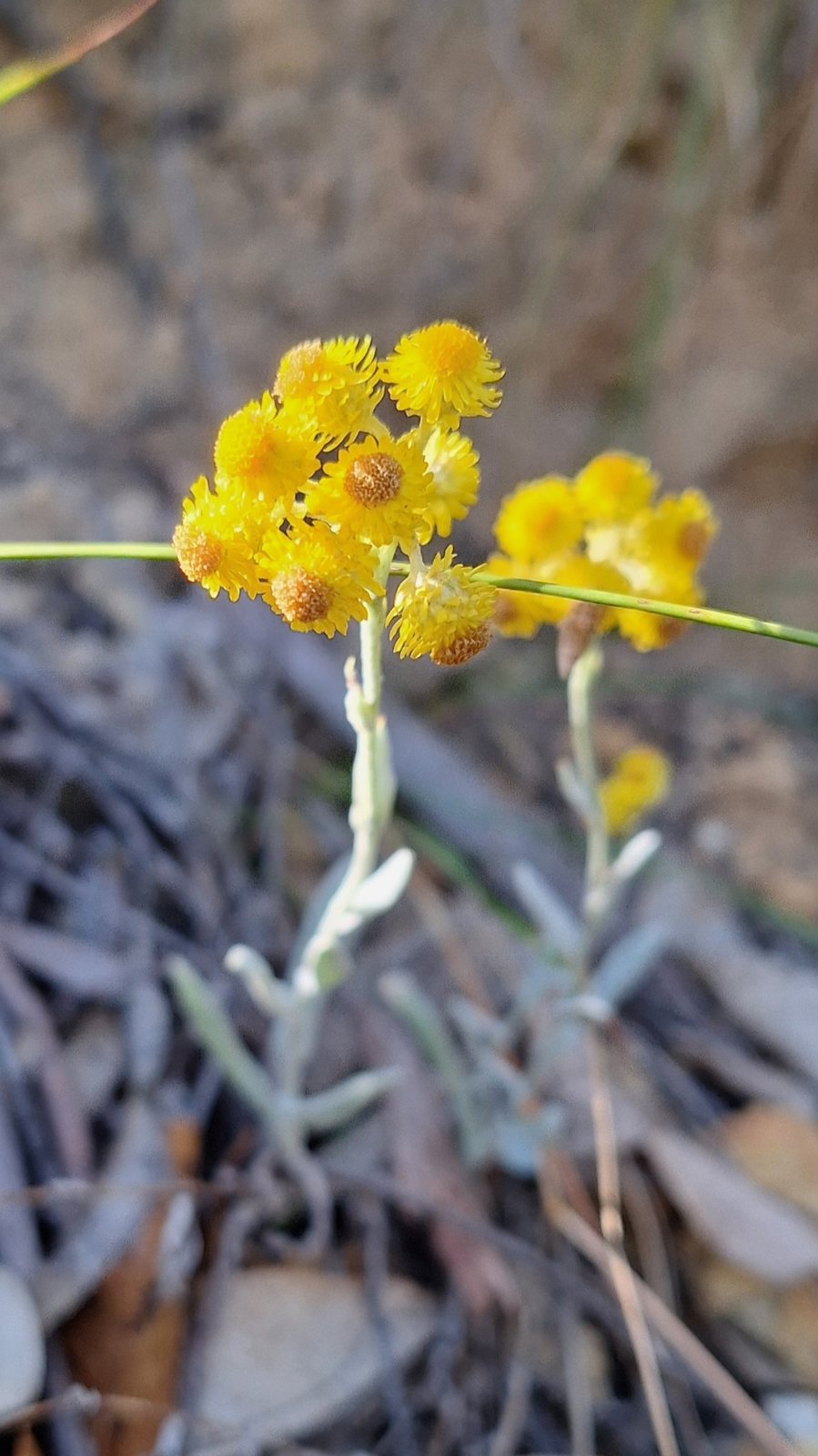 Common everlasting