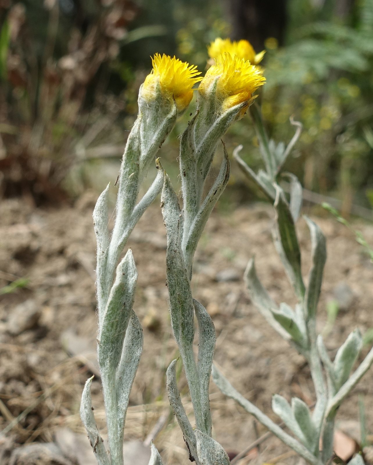 Common everlasting