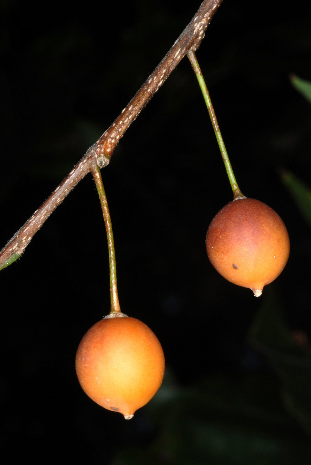Common hackberry