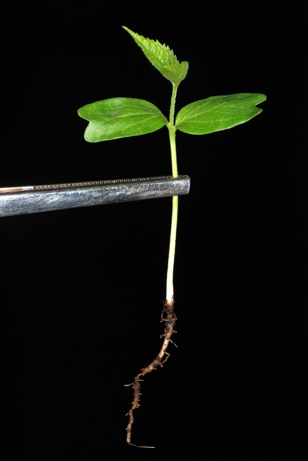 Common hackberry