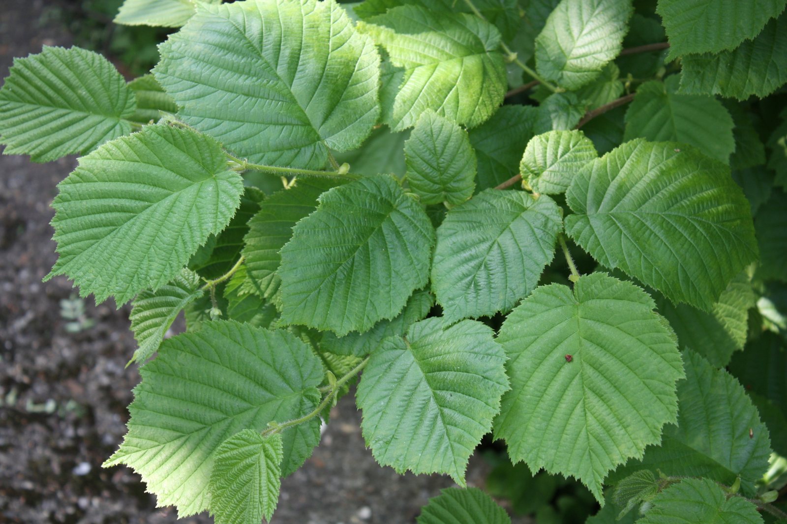 Common hazel