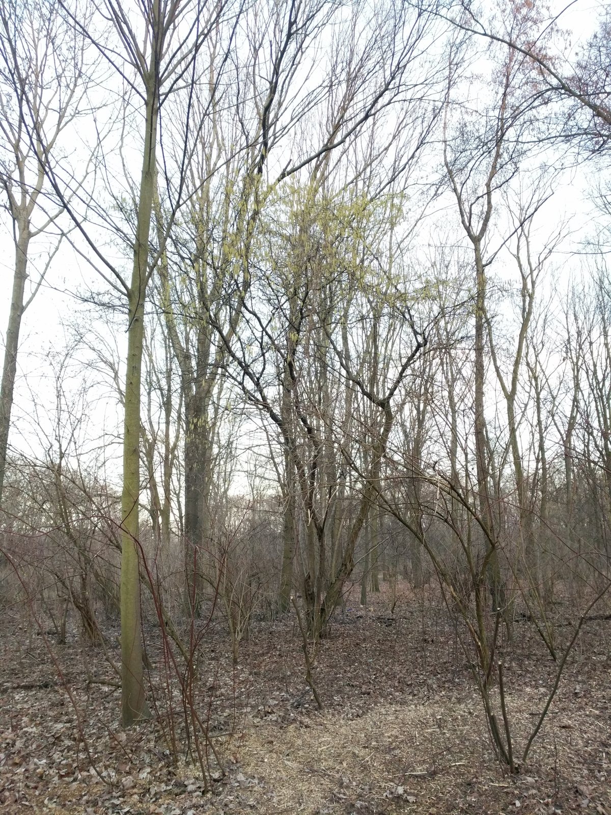 Common hazel