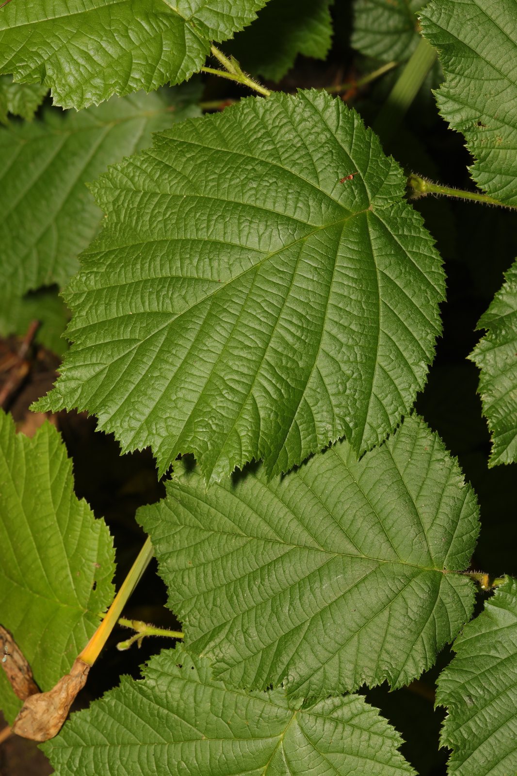 Common hazel