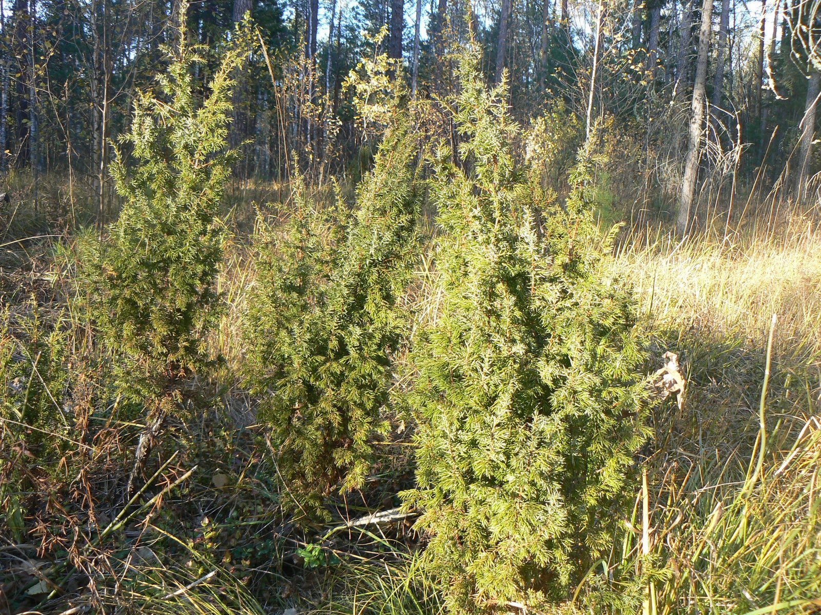 Common juniper