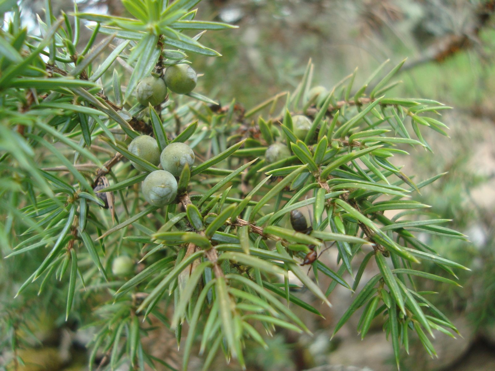 Common juniper