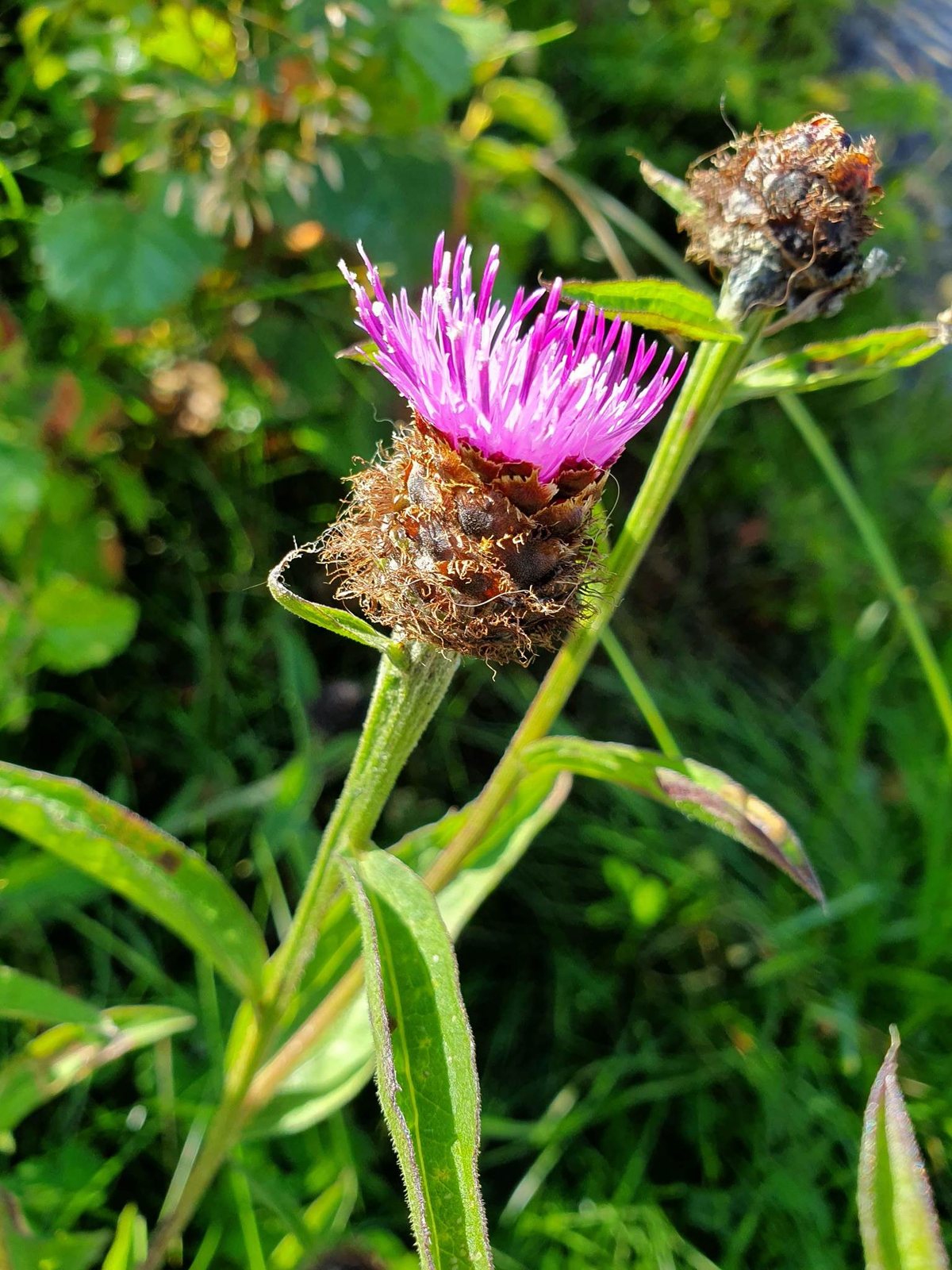 Common knapweed