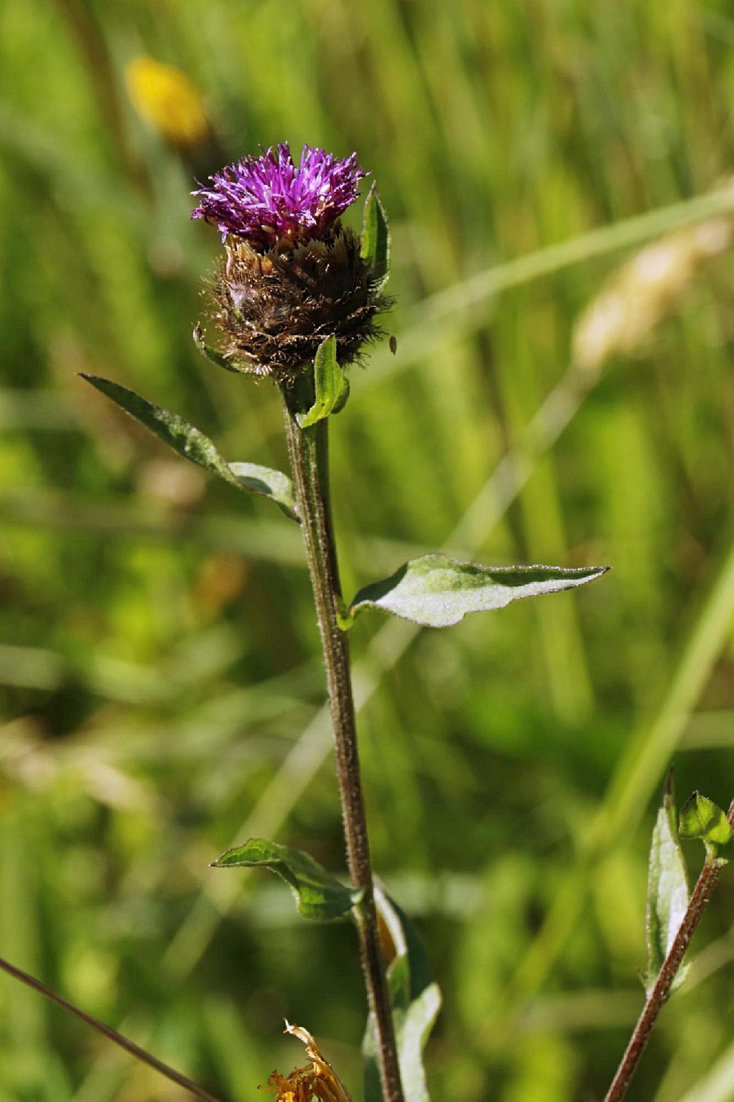 Common knapweed