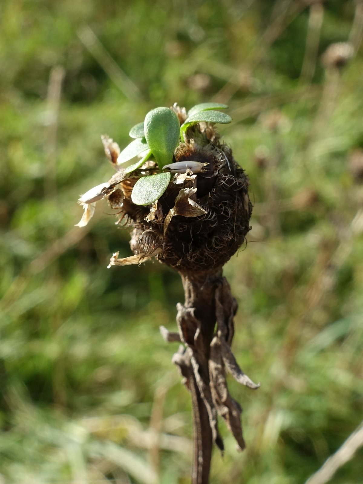 Common knapweed