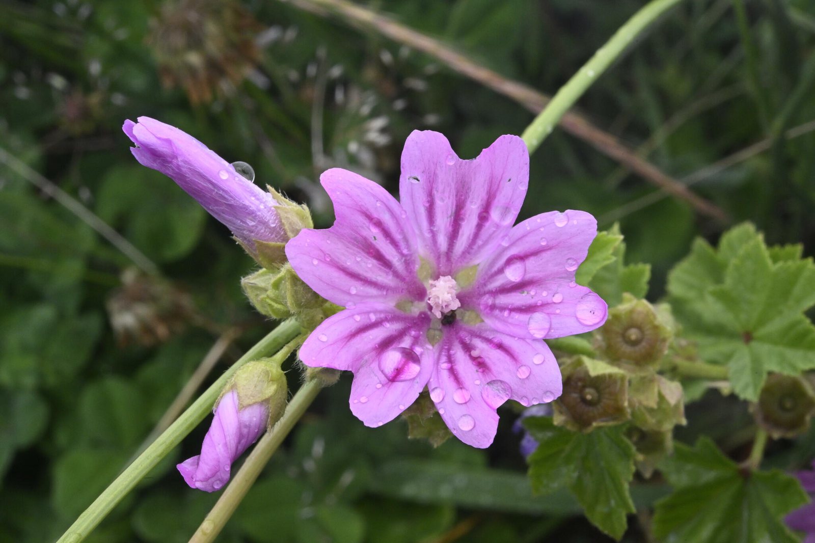Common mallow