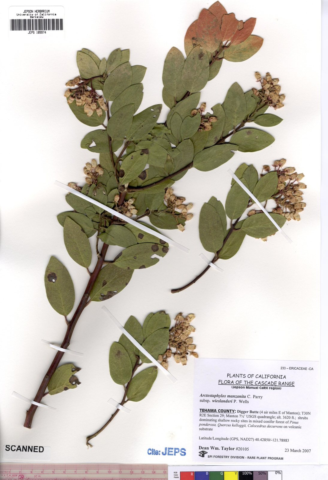 Common manzanita