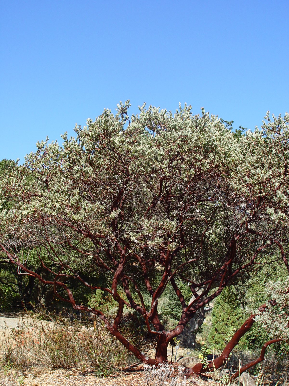 Common manzanita
