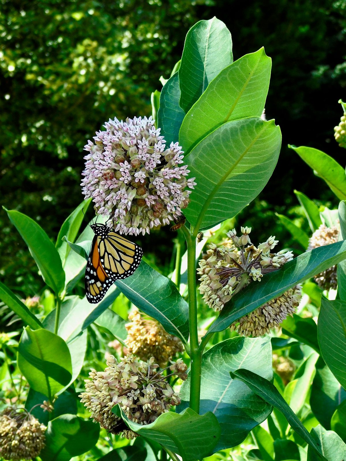 Common milkweed