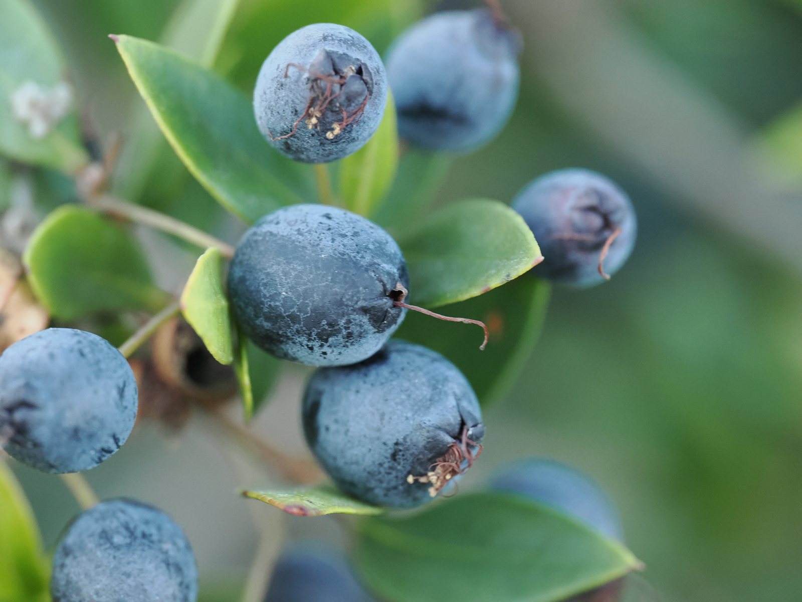 Common myrtle