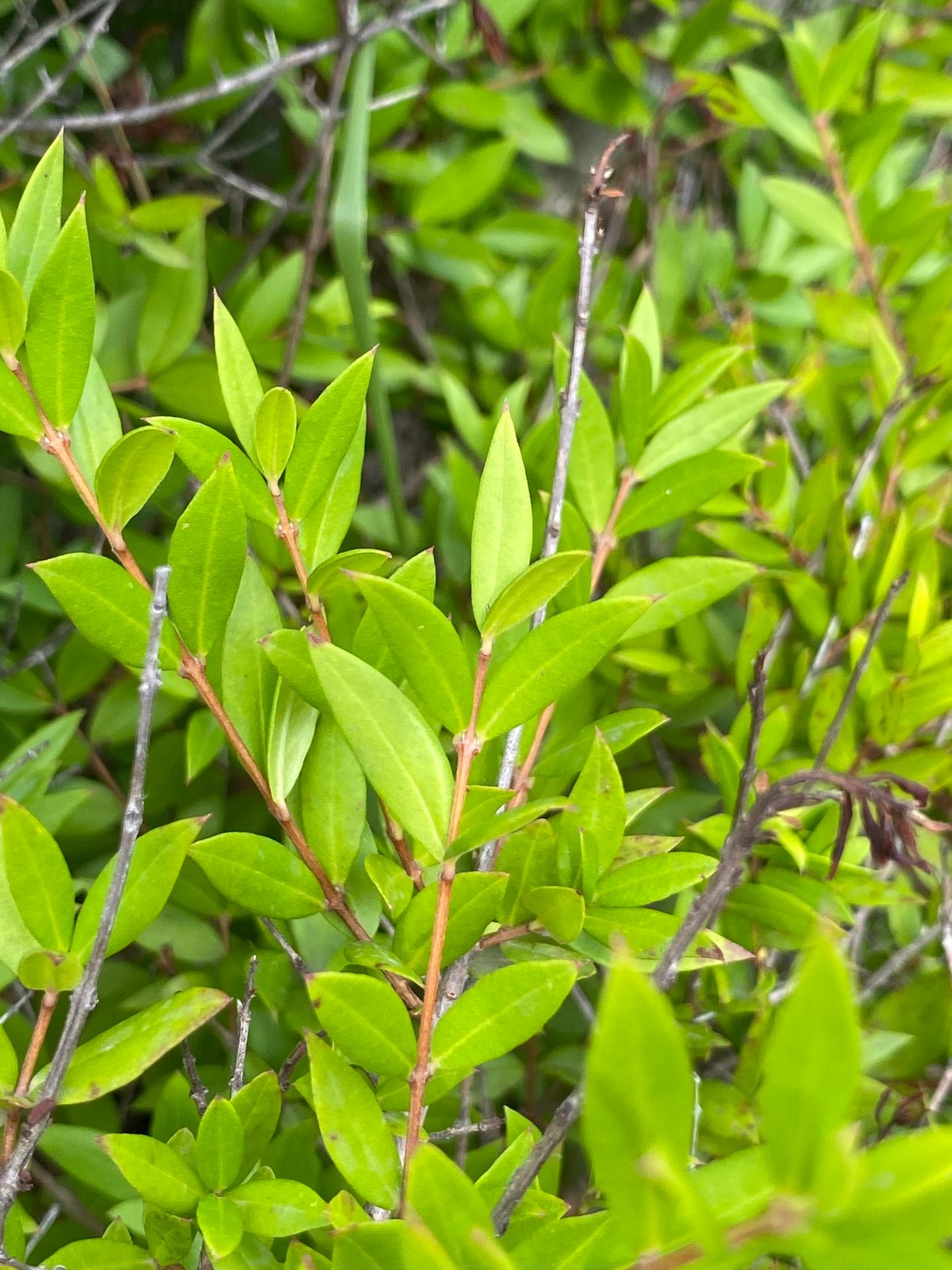 Common myrtle