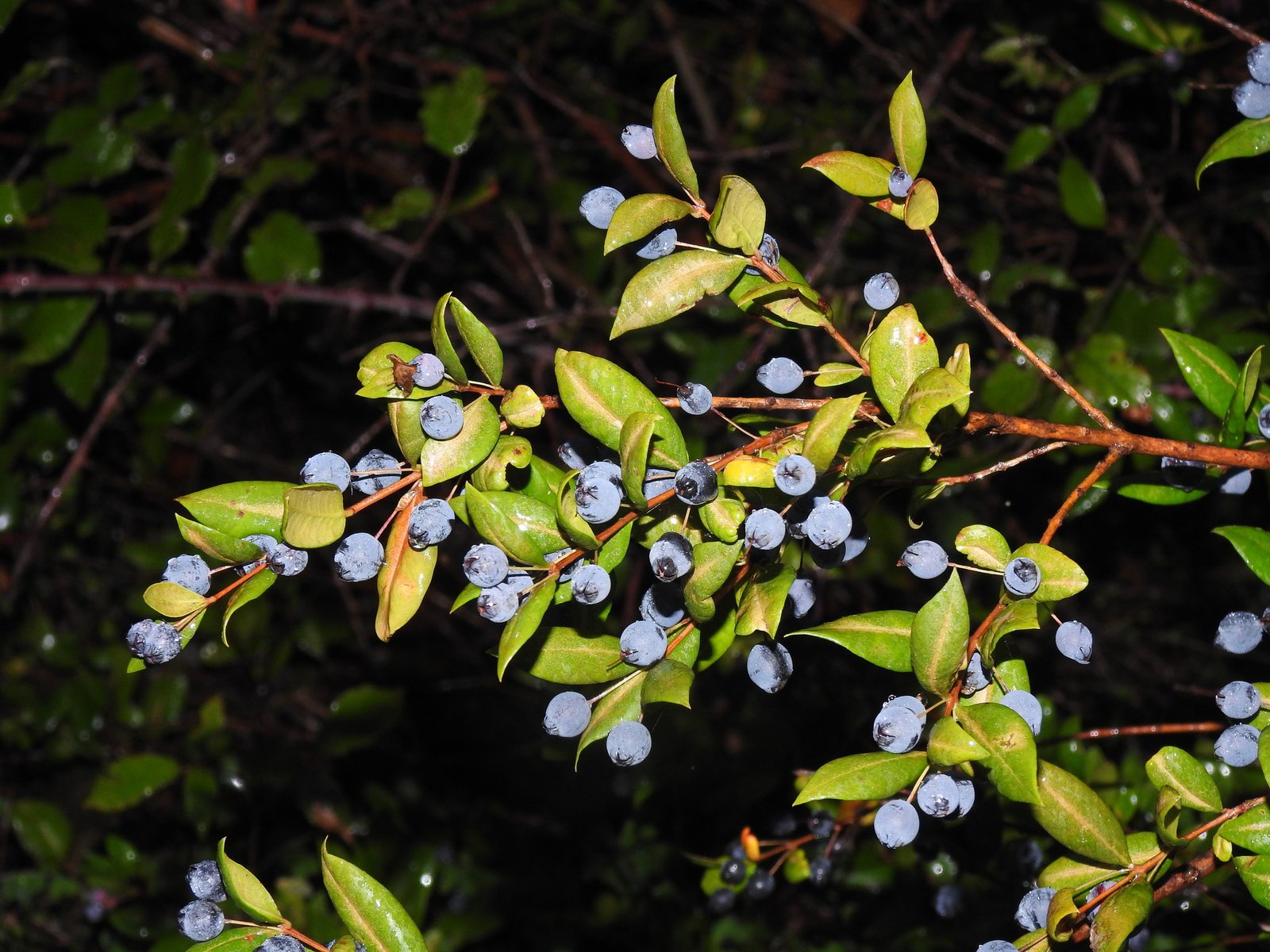 Common myrtle