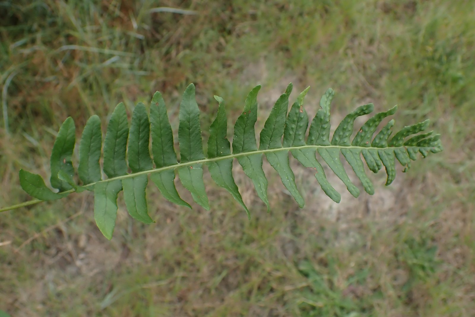 Common polypody