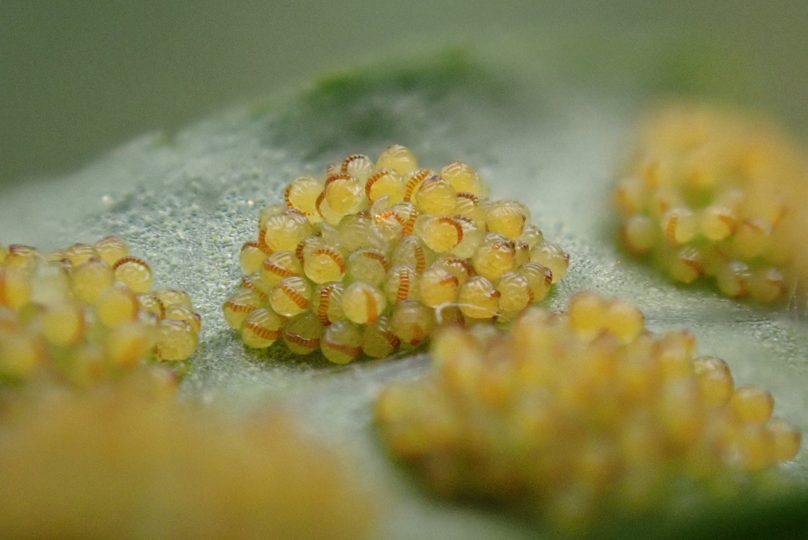 Common polypody