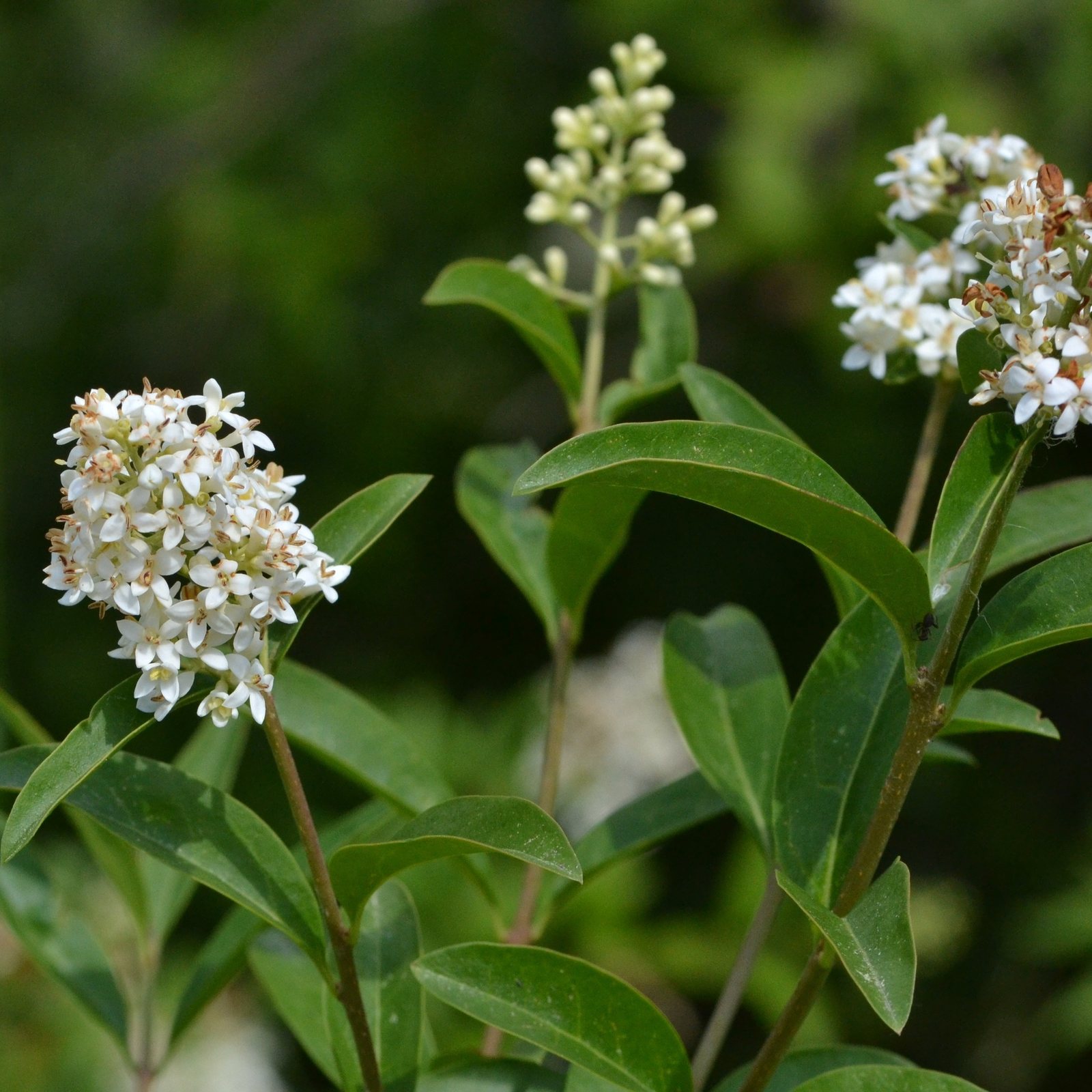 Common privet