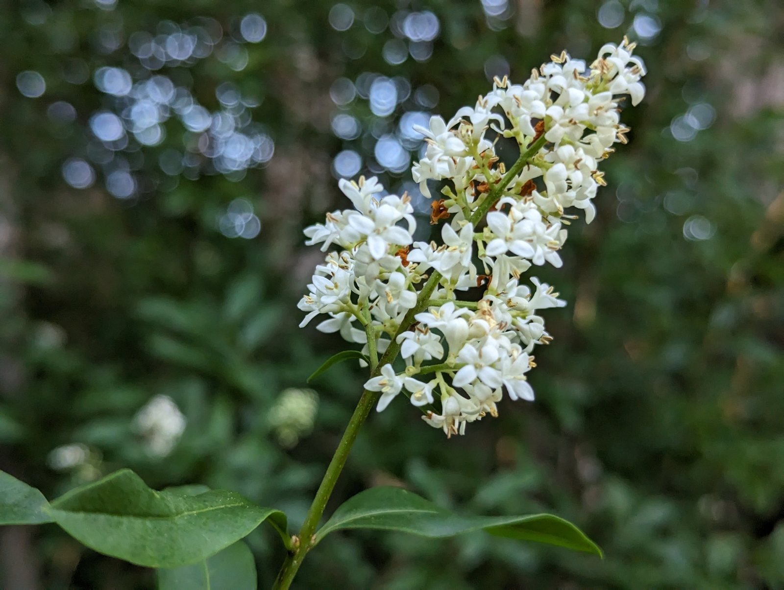 Common privet