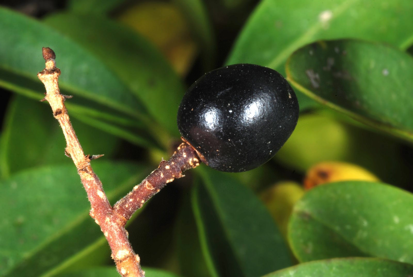 Common privet