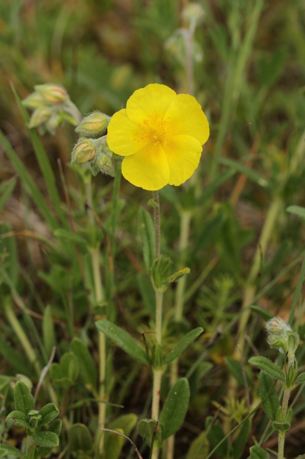 Common rock rose