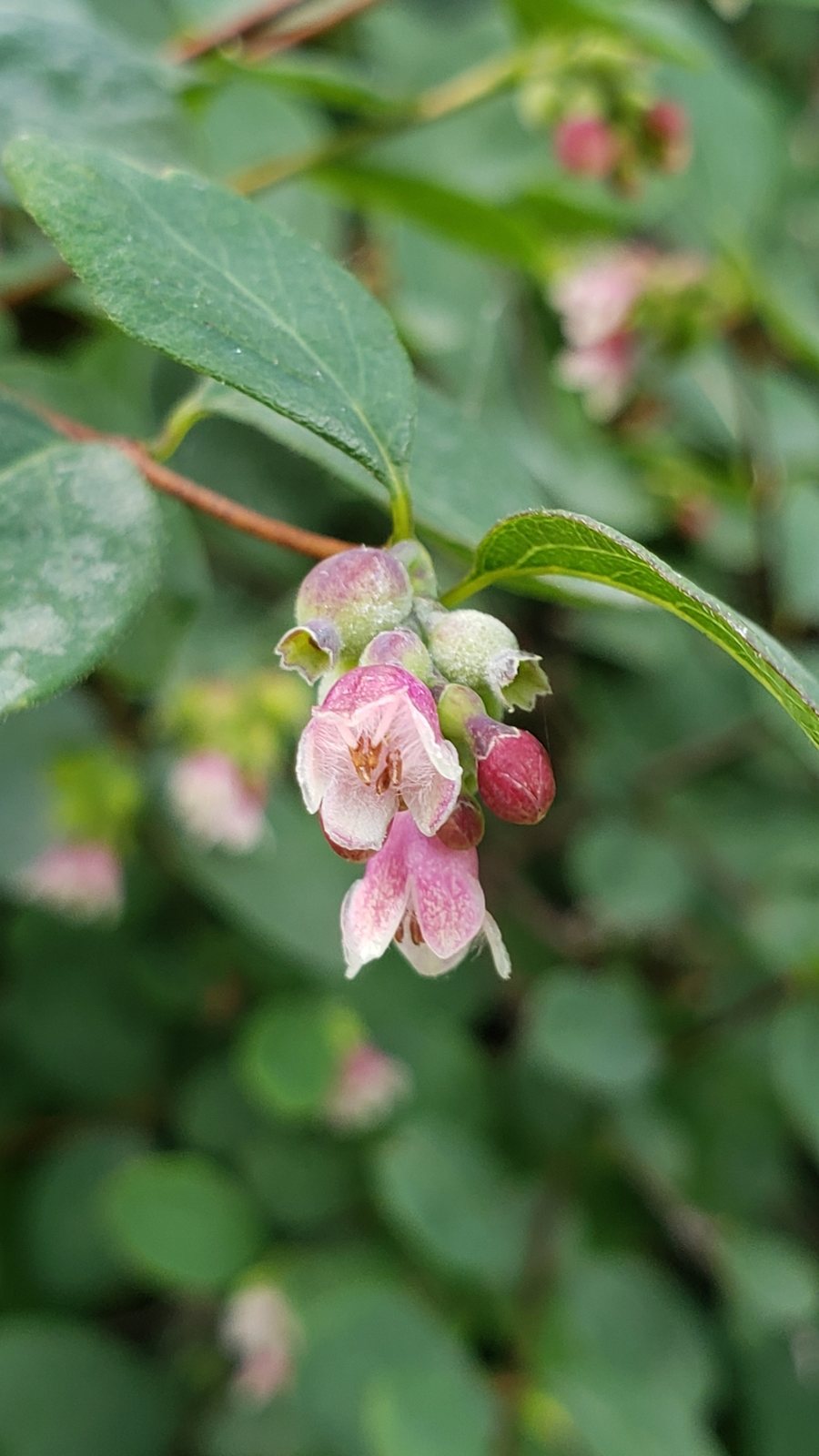 Common snowberry