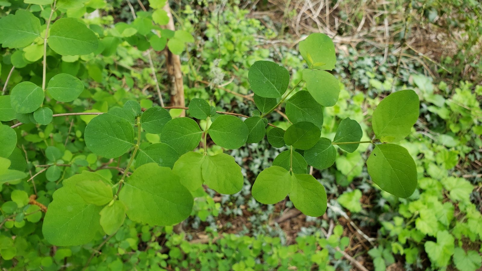 Common snowberry