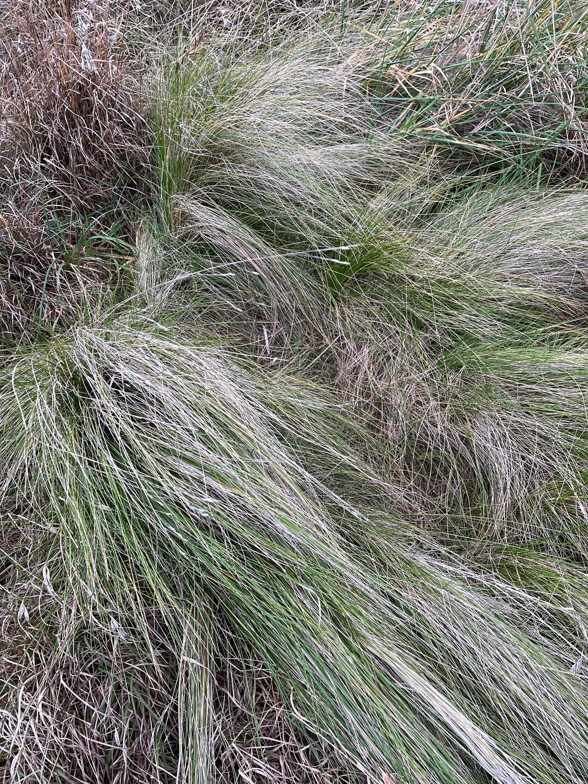 Common tussock grass