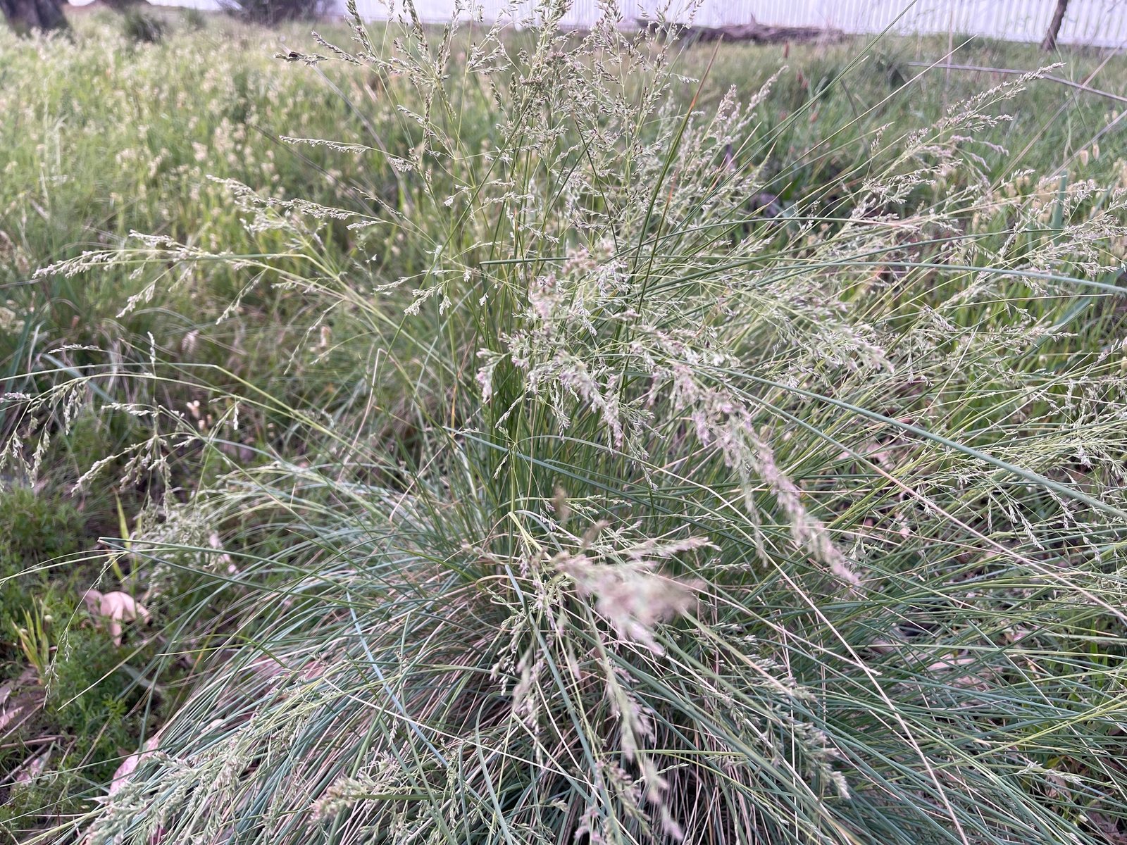 Common tussock grass
