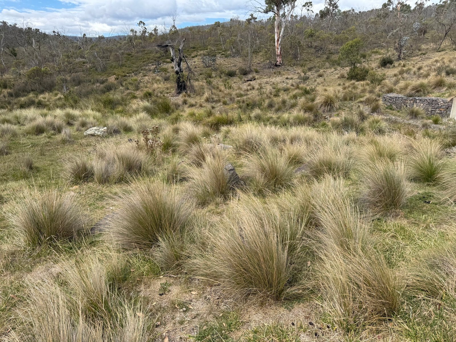 Common tussock grass