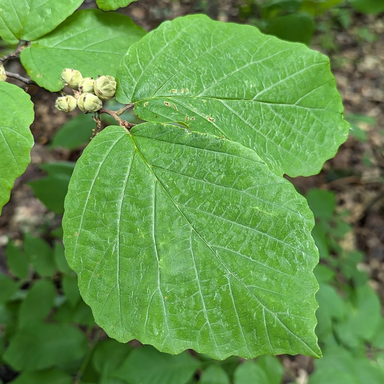 Common witch hazel
