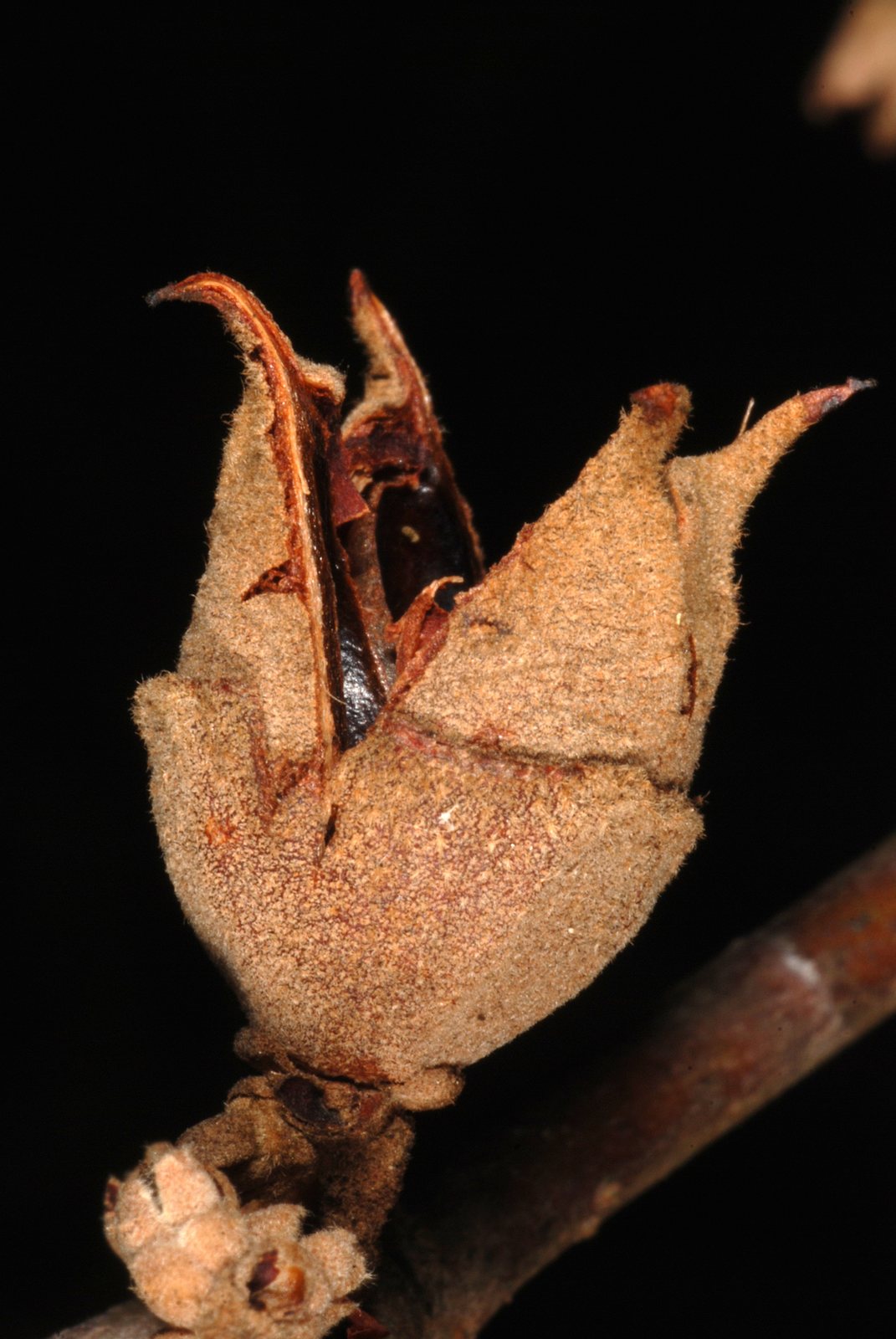 Common witch hazel