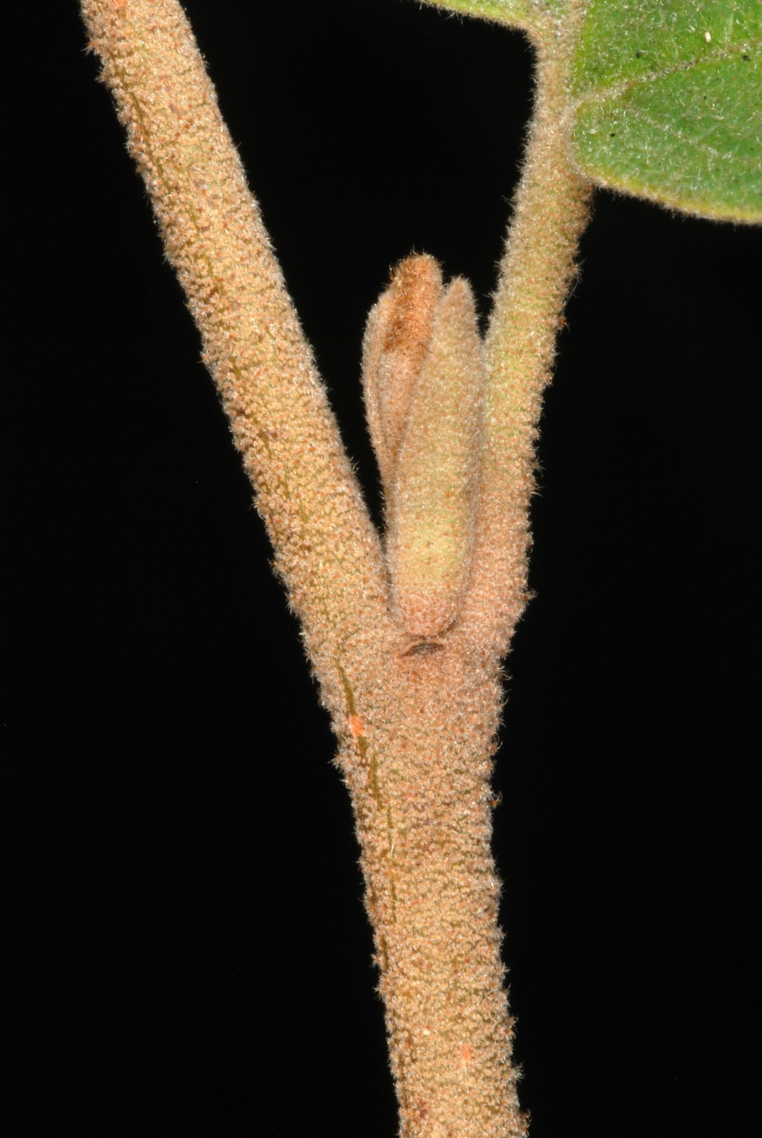 Common witch hazel