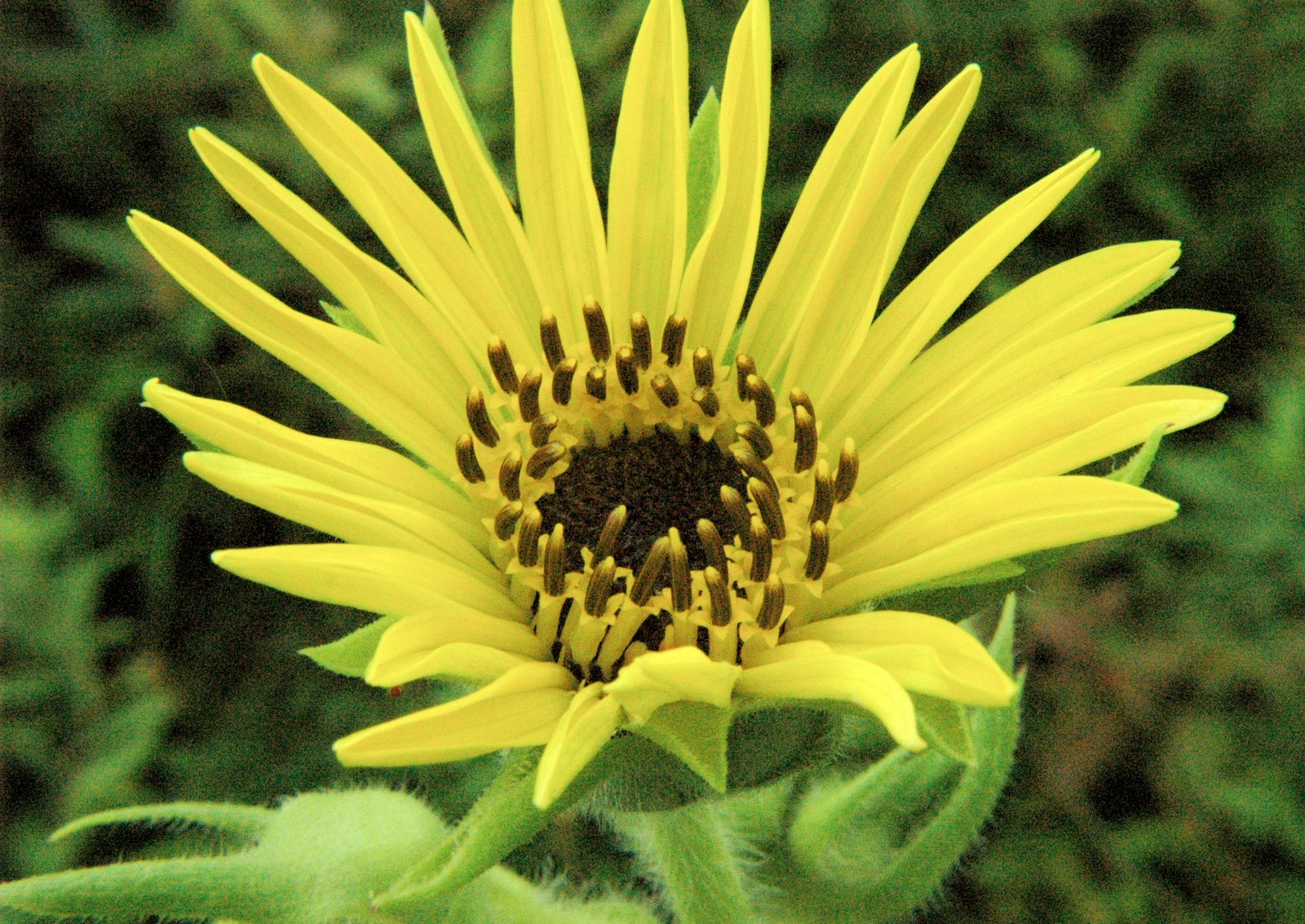 Compass plant