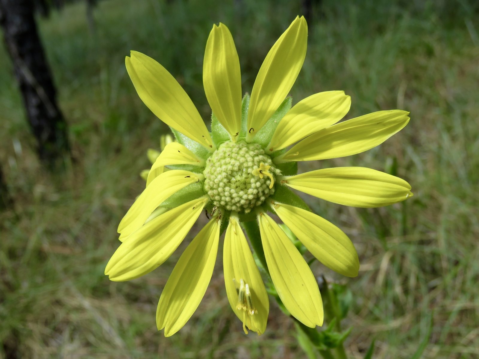 Compass plant