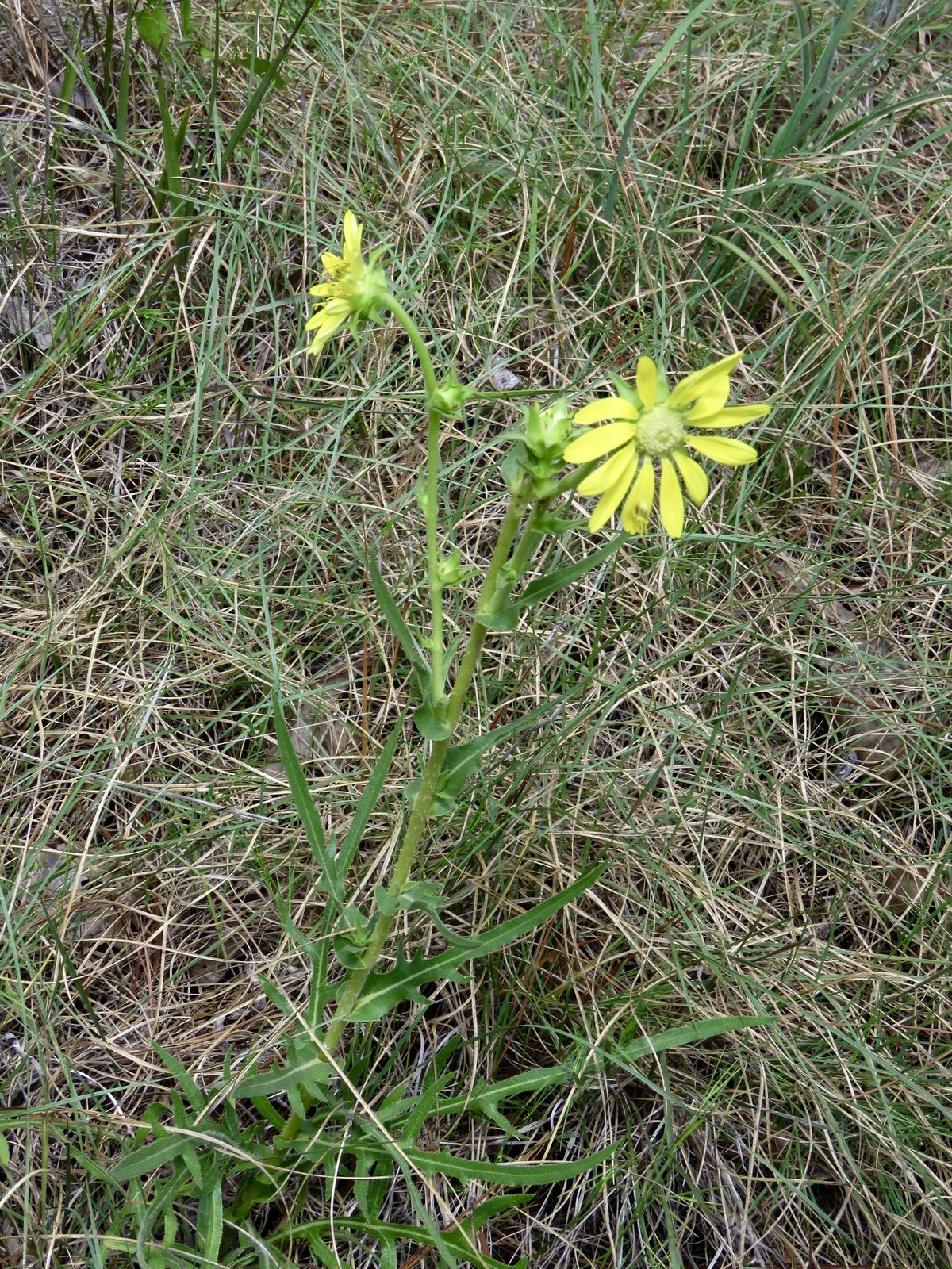 Compass plant