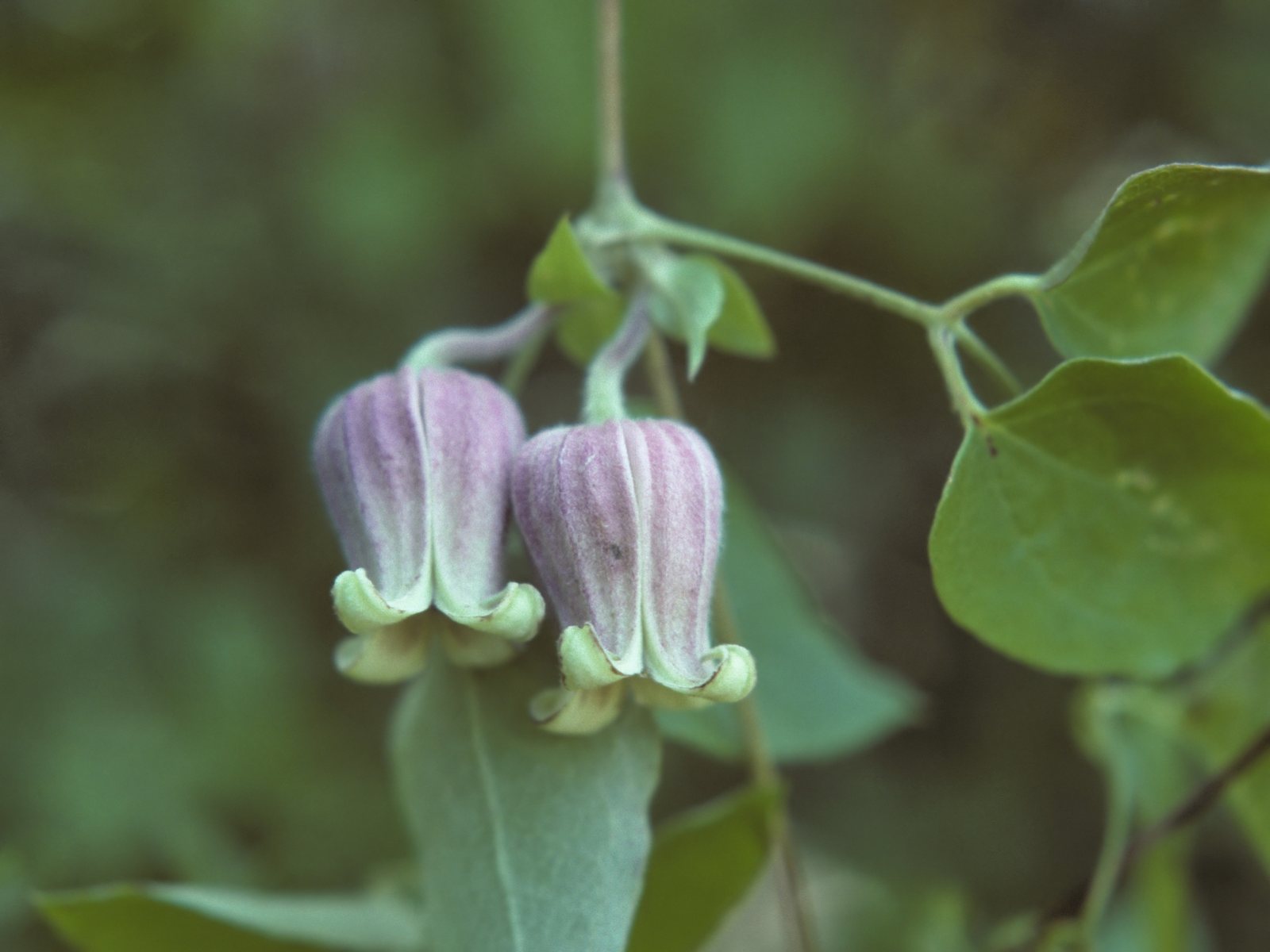 Comtesse de Bouchaud clematis