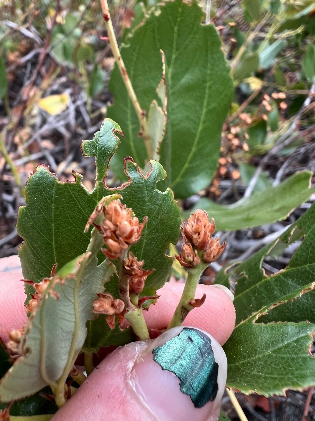 Concha ceanothus