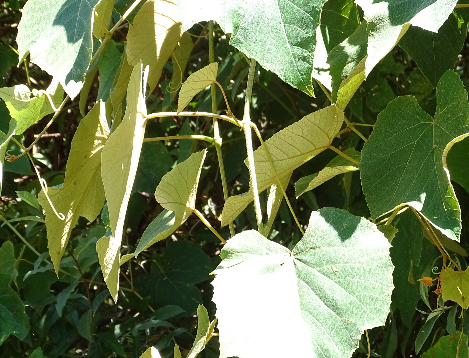 Concord grape