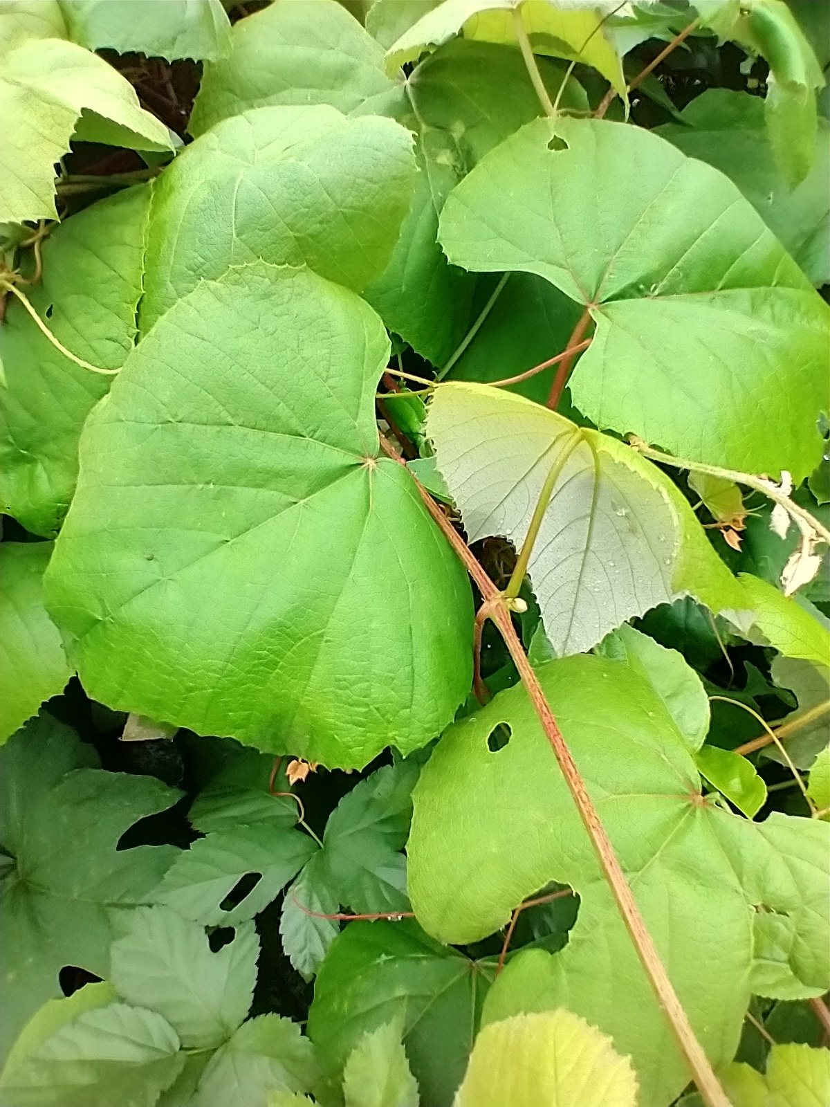 Concord grape