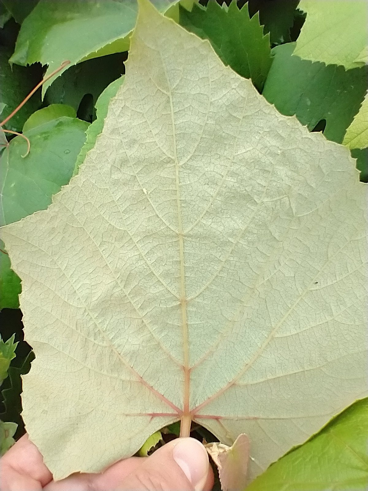 Concord grape