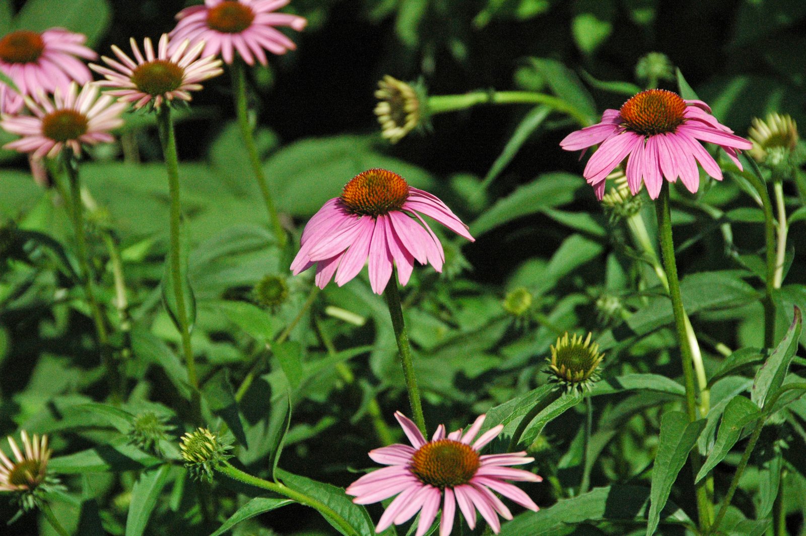 Coneflower 'Magnus'
