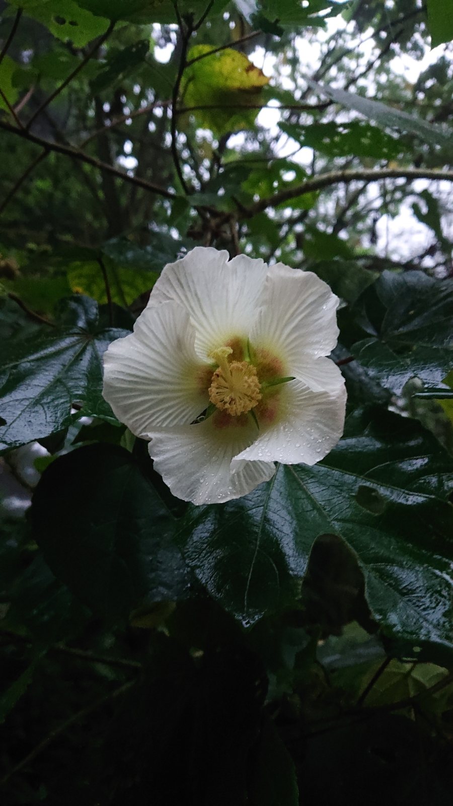 Confederate rose