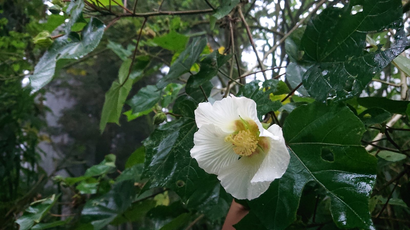 Confederate rose