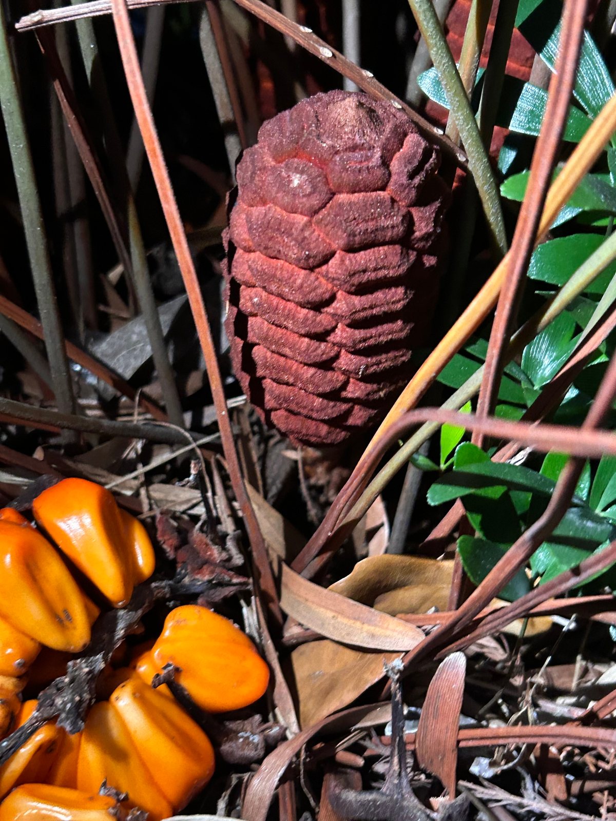 Coontie