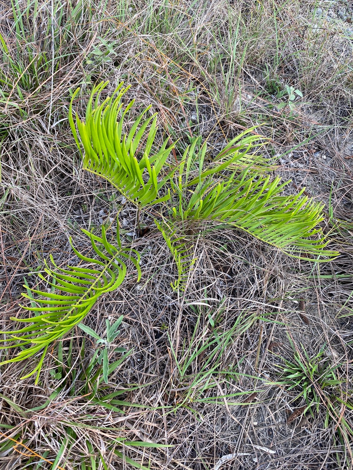 Coontie