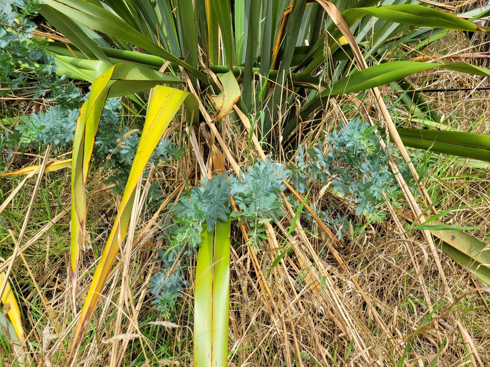 Cootamundra wattle